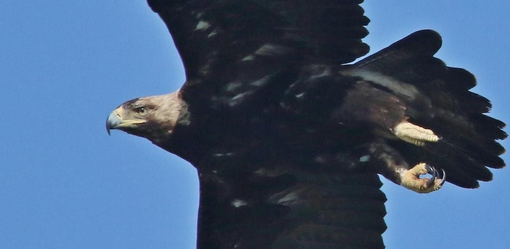 Ein mächtiger Kaiseradler im Flug.