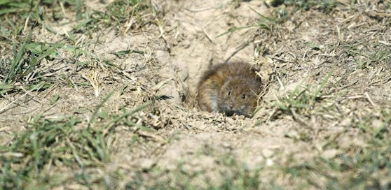 Eine Feldmaus aufgenommen am 12. August auf einem Feld in NÖ.