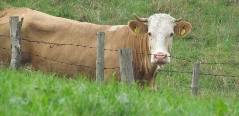 Ein Stier (Symbolfoto) griff plötzlich an und verletzte einen Mann.