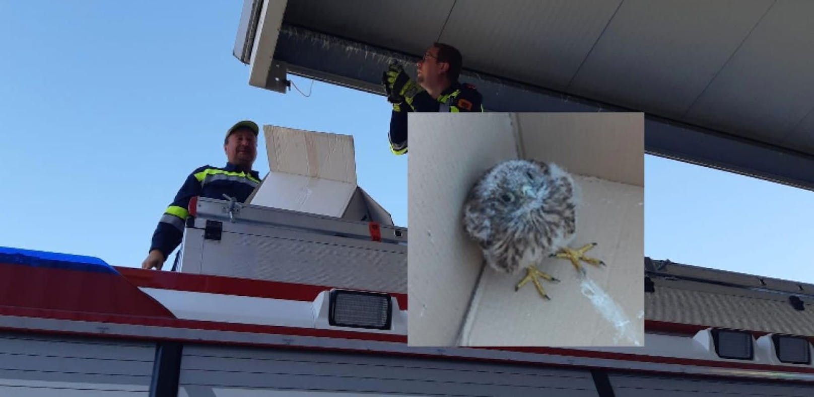 Feuerwehr rettet aus Nest gefallenen Jungfalken