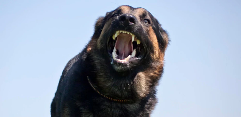 Die 13-Jährige wurde von einem Hund gebissen und schwer verletzt (Symbolbild)