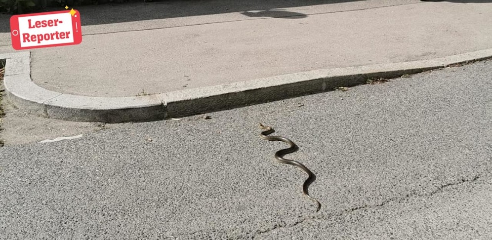 Die Schlänge kroch über den aufgeheizten Asphalt. 
