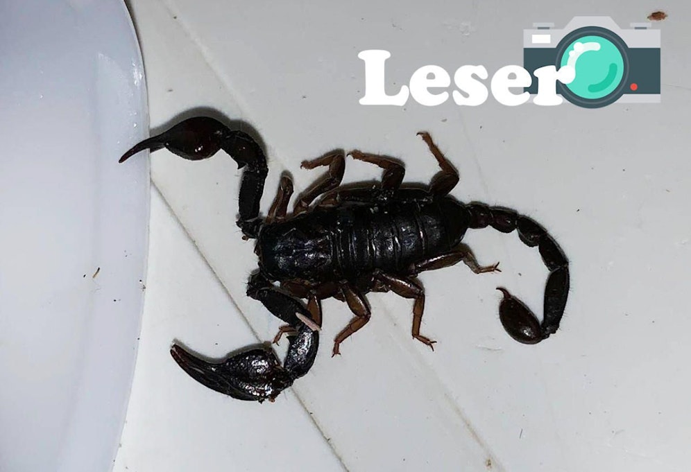 '"Heute"-Leser findet diesen Skorpion im Urlaub. Ist er gefährlich? "Heute" fragt bei Biologen Christian Komposch nach. 