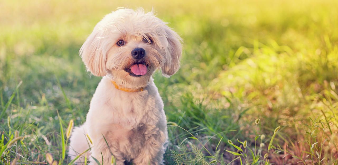 Heute.at - Hund fraß über Zaun geworfenen Giftköder