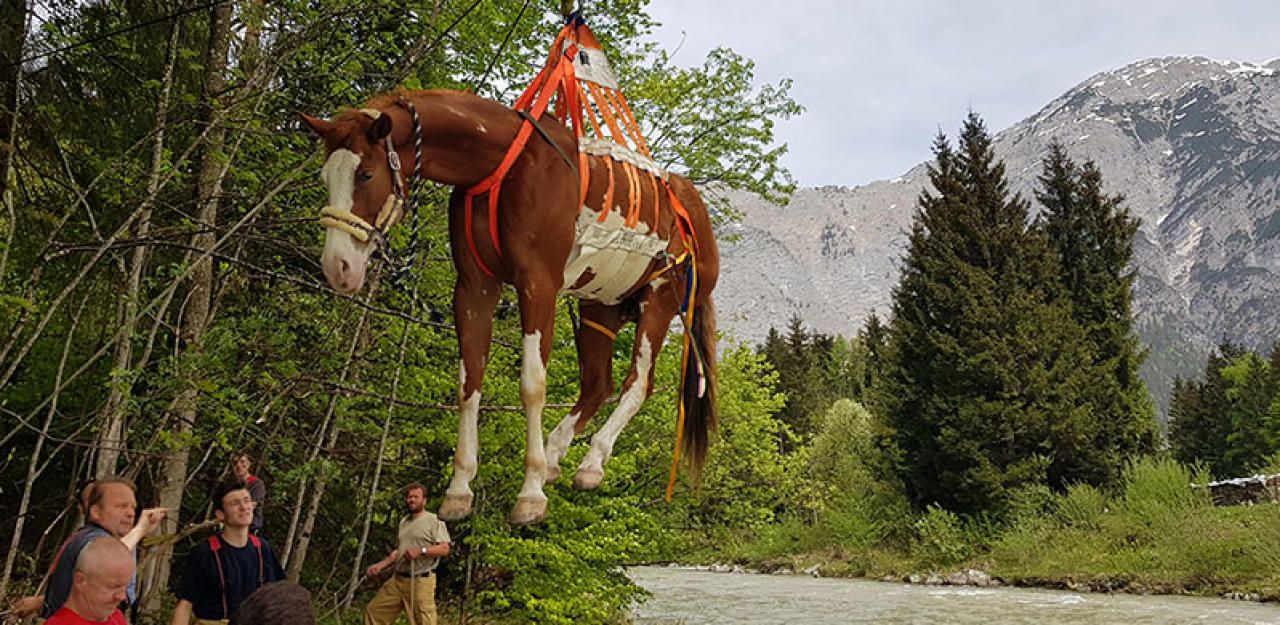 Heute.at - Hier schwebt ein Pferd in Sicherheit