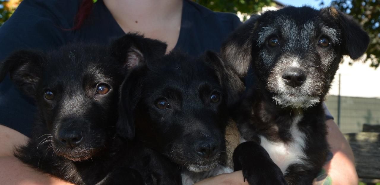 Heute.at - Herzige Hundewelpen auf Misthaufen entsorgt