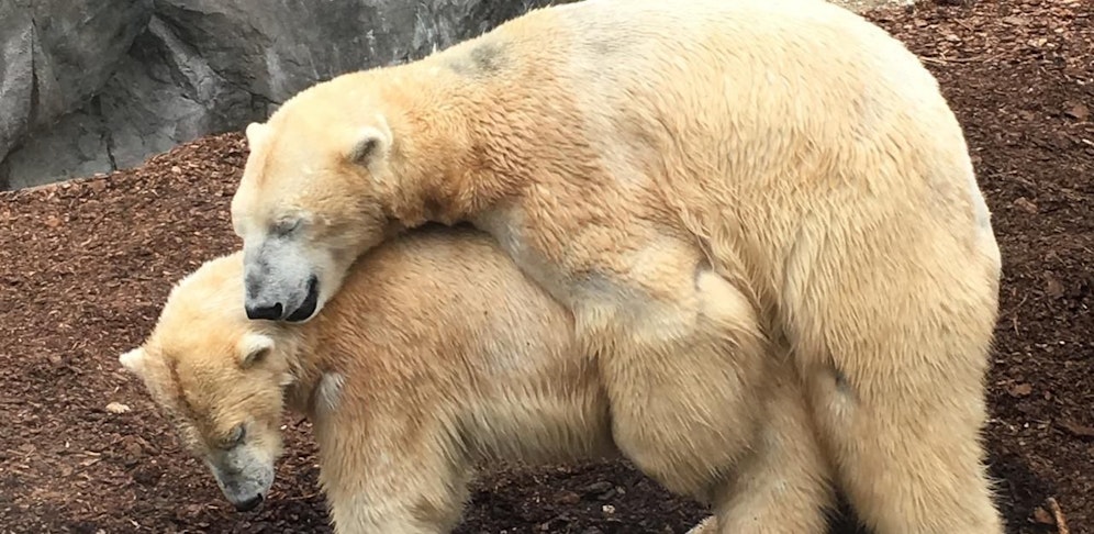 Unser Leserreporter erwischte die Eisbären in einer kompromittierenden Position.