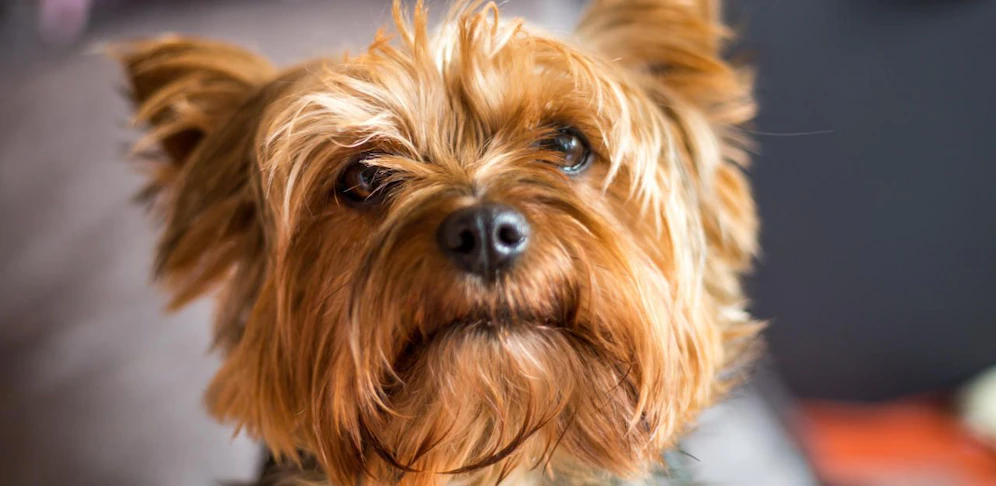 (Symbolfoto): Ein 50-jähriger Mann wirft den Yorkshire Terrier seiner Freundin aus dem dritten Stock