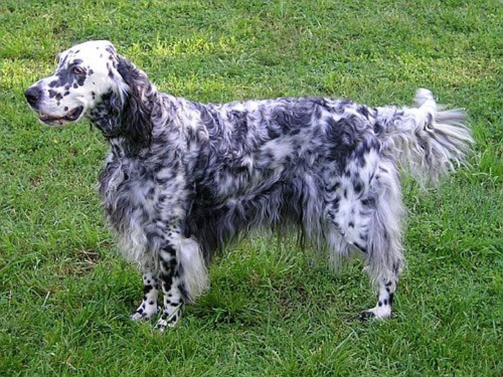 Der English-Setter brauchte Betreuung - und sein Frauerl bekam dafür Geld (Symbolbild/Richard Gunn)
