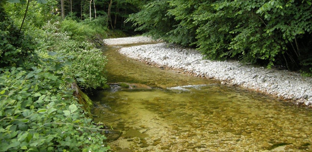 In diesem Abschnitt der Glan wurden die Kadaver der Katzen entdeckt.