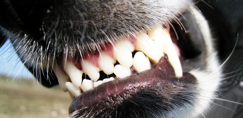 Der Hund knurrte und biss zu.