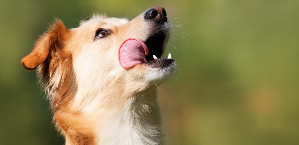 Einmal nicht hingesehen und schon hat der Hund Essen stibitzt, das Zuckerersatz enthält - mit fatalen Folgen.