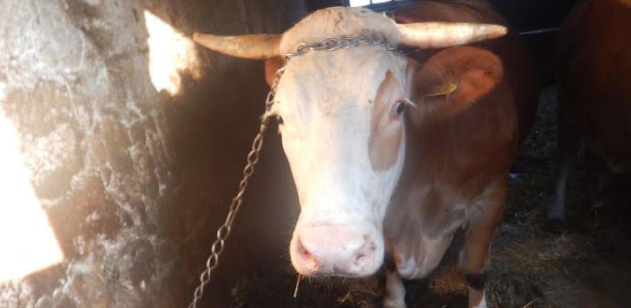 Heute.at - Angekettete Kühe müssen im eigenen Kot schlafen
