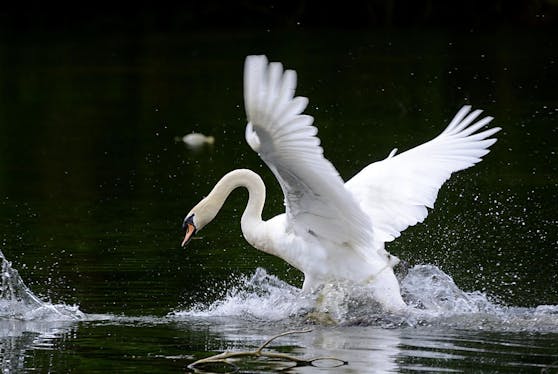 Ein Schwan attackiert Badegäste