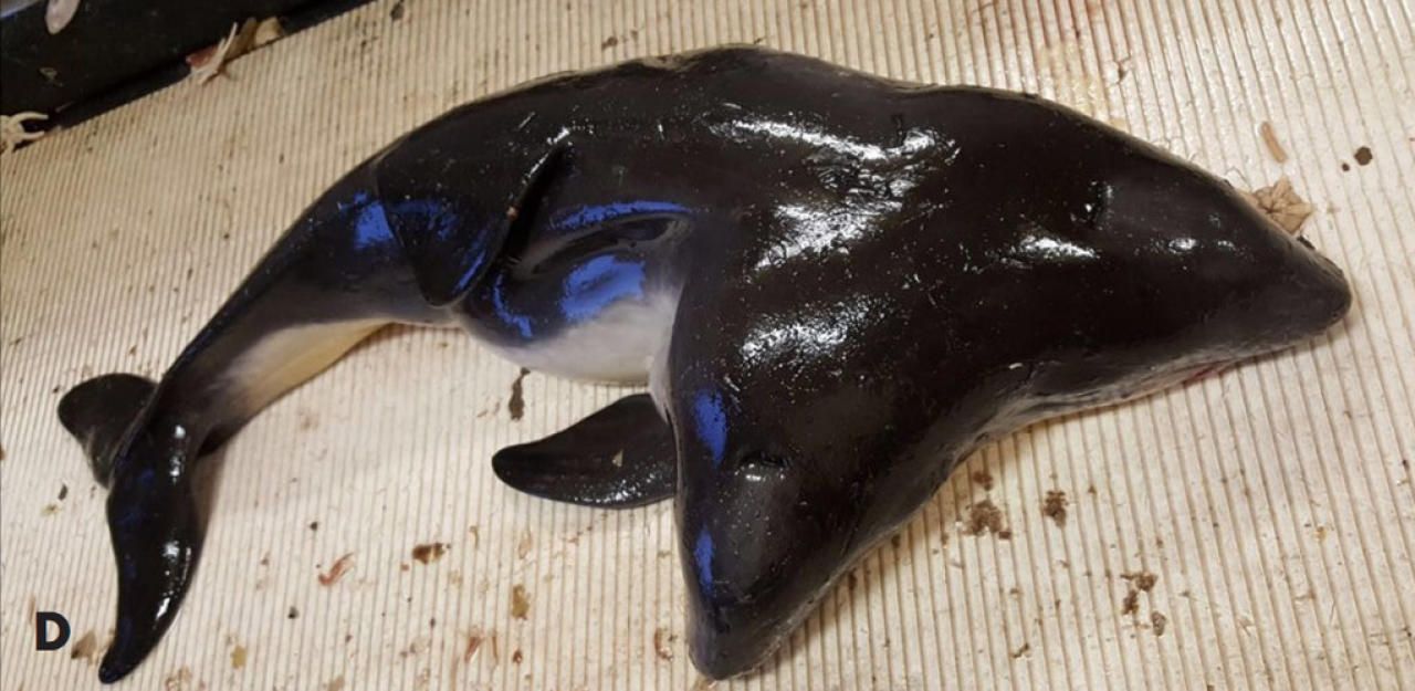 Heute.at - Sensation! Fischern ging zweiköpfiger Wal ins Netz