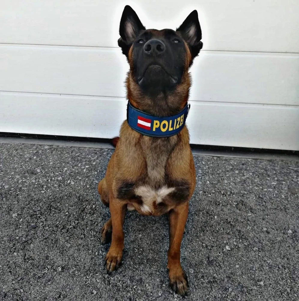 Polizei-Personenspürhund "Loris" vom Heustadlwasser konnte die Fährte des Vermissten aufnehmen.