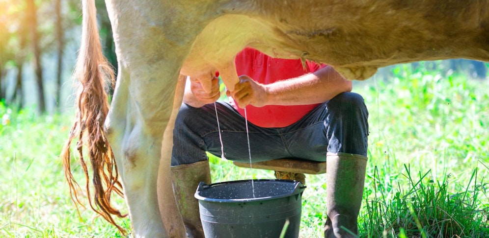 Der Mann wurde beim Melken von einer Kuh attackiert