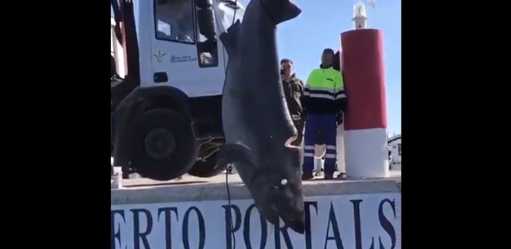 Das Tier wurde offenbar von einer Schiffsschraube tödlich verletzt. 