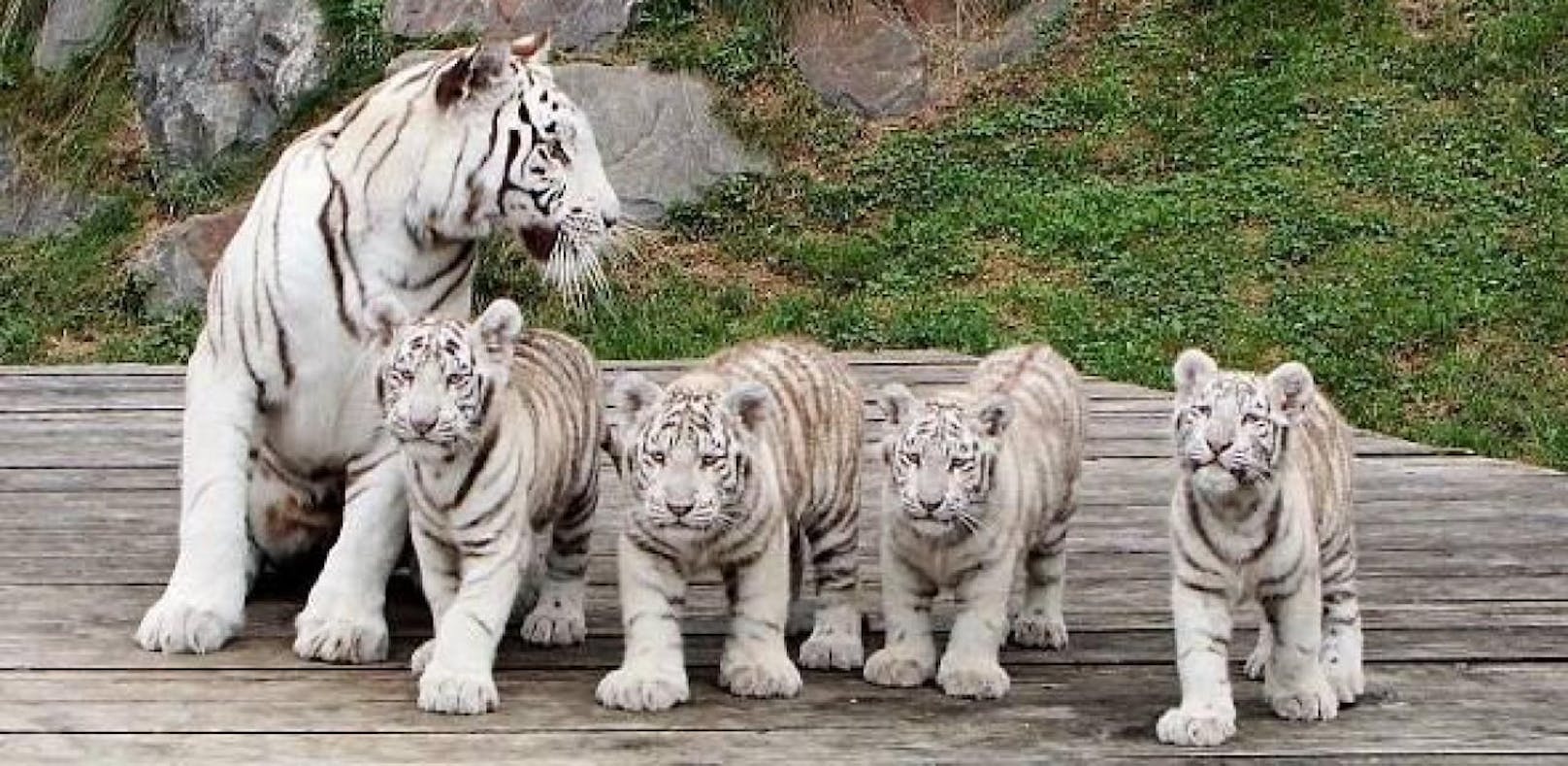 Weiße Tiger aus NÖ sind Glücksbringer in Südkorea