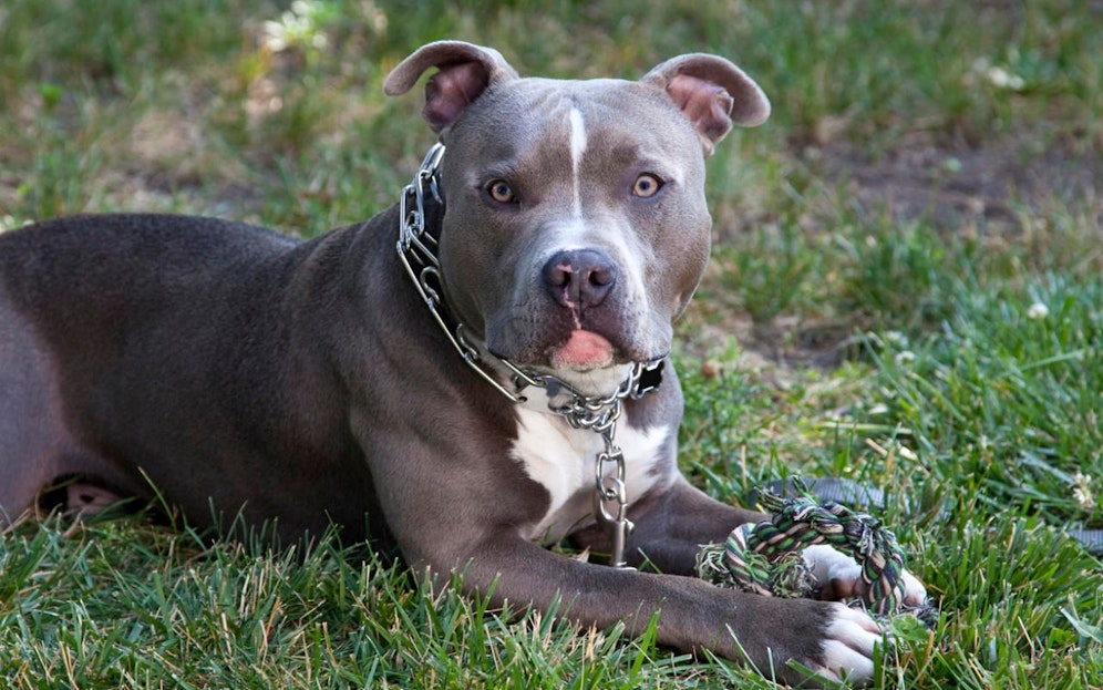 Der 12-jährige Bub wurde von einem Pitbull-Mischling schwer verletzt. 