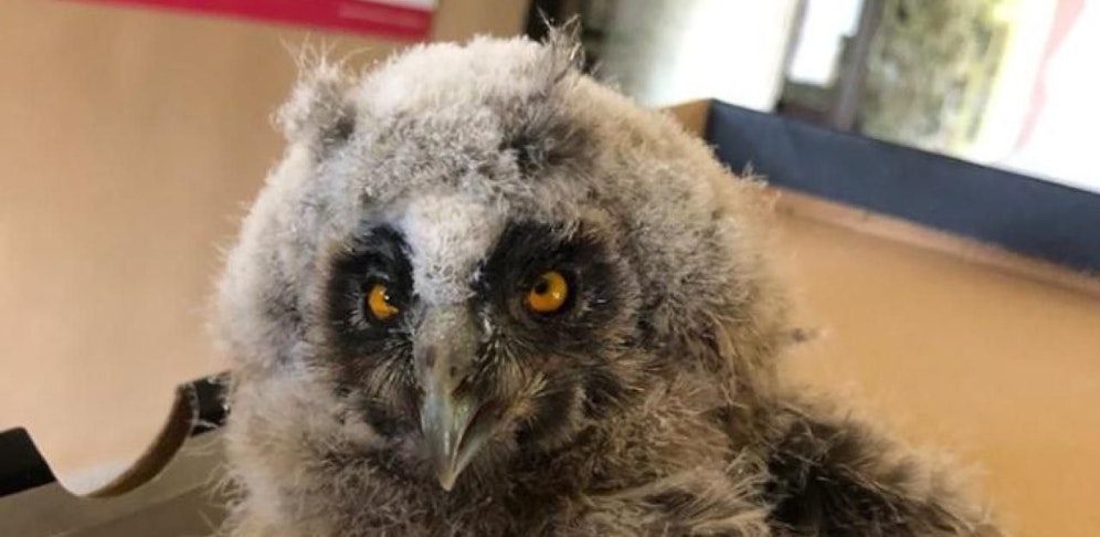 Diese junge Waldohreule ist zurzeit im Tierheim St. Pölten zur Pflege.
