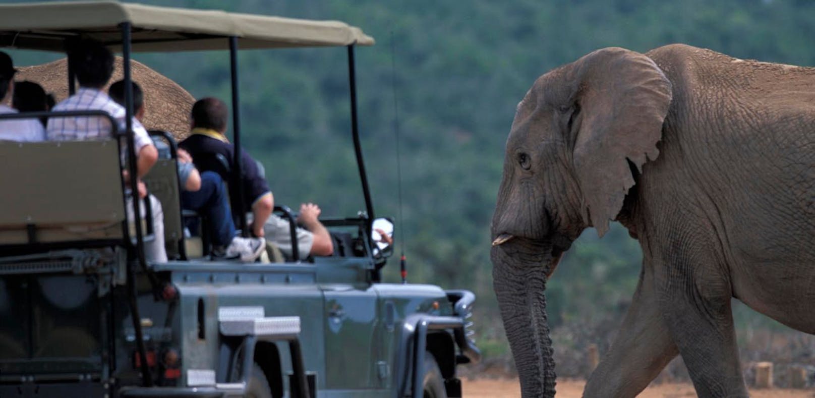 Im Addo-Nationalpark kann man auf Elefanten treffen (Symbolfoto).