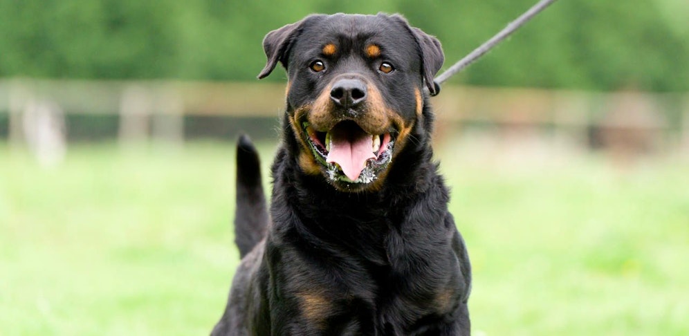 Bei einem Spaziergang biss der Hund plötzlich zu (Symbolbild).