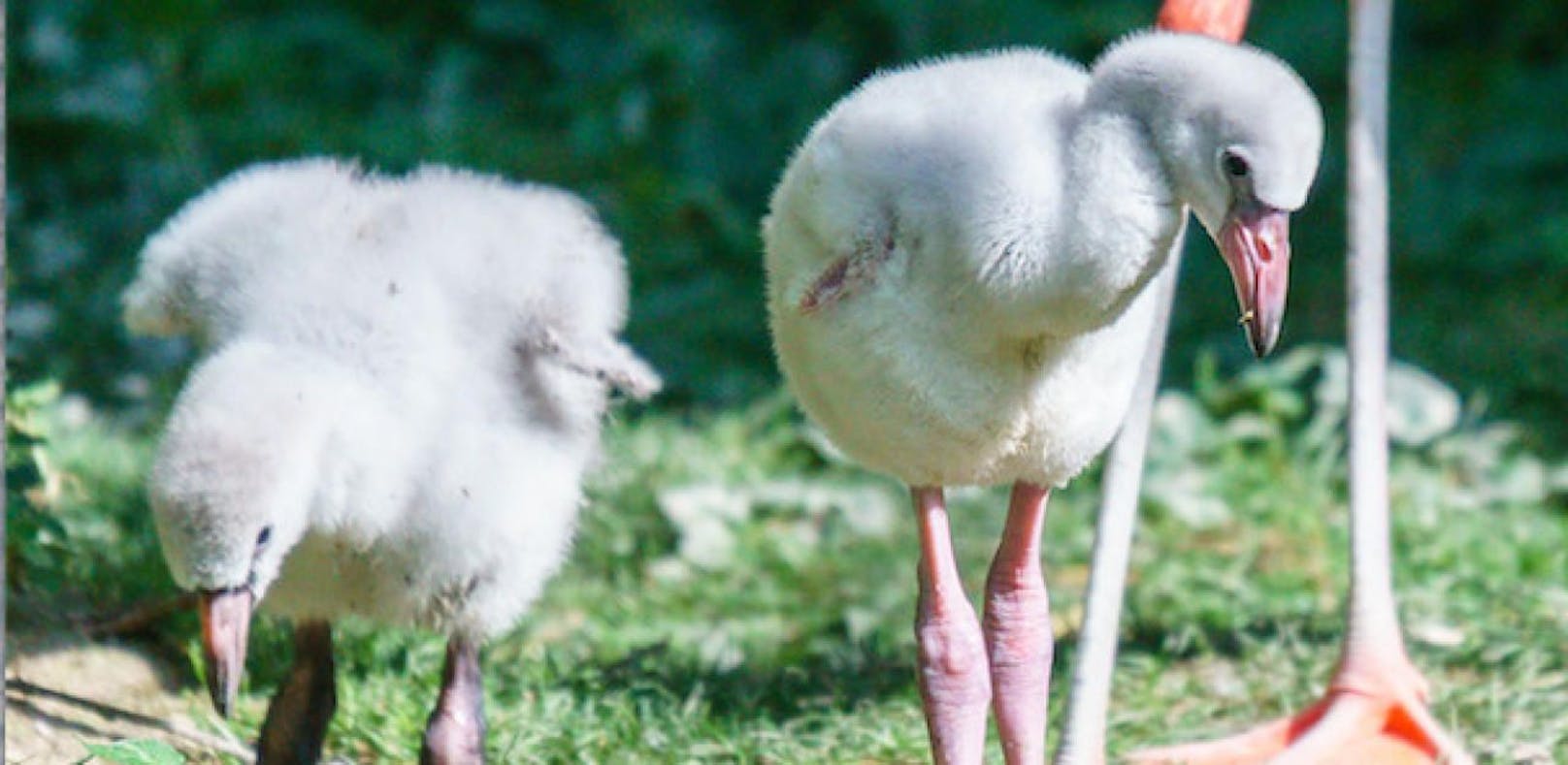 Fünf Flamingo-Küken sorgen für Babyboom