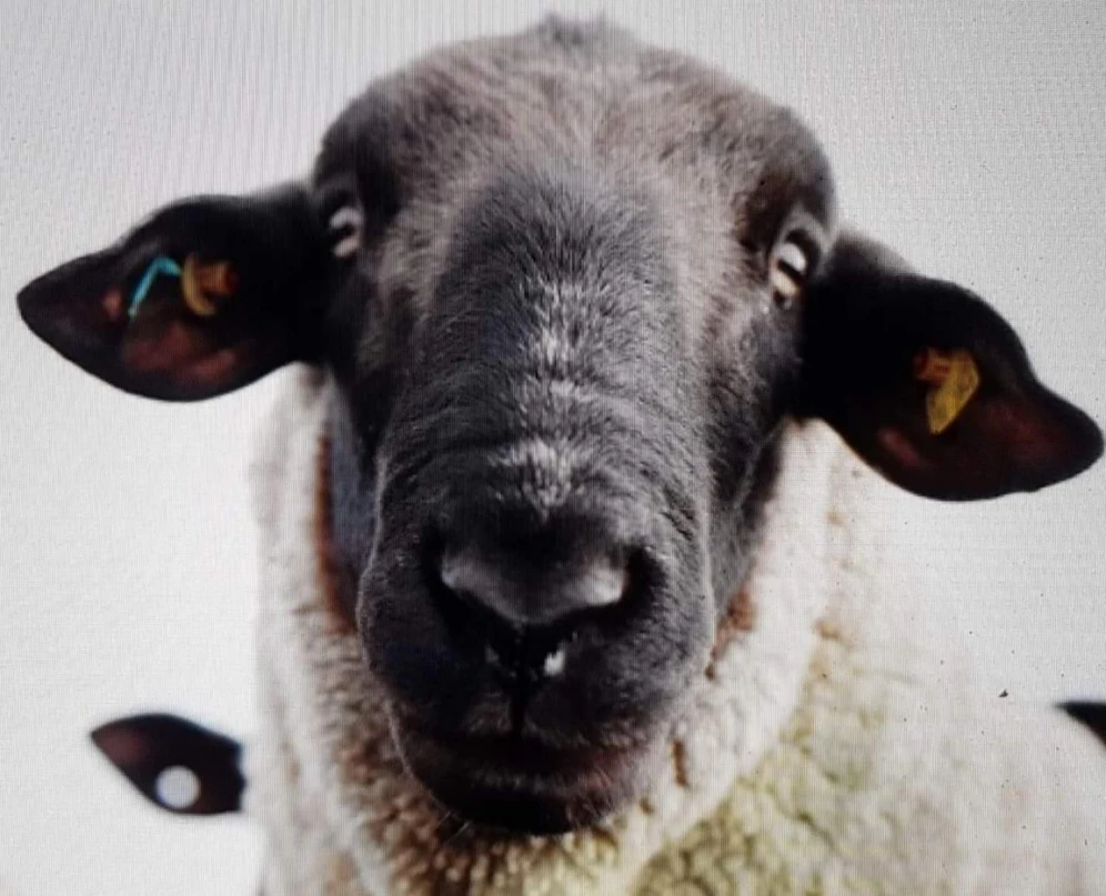 Die Polizei sucht dieses Schaf