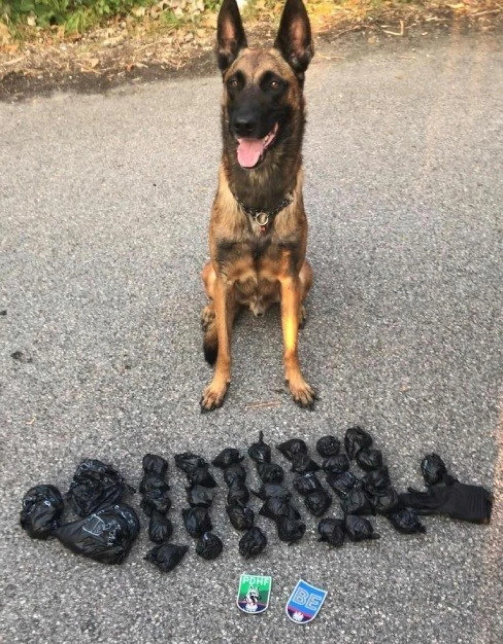 Diensthund Yankee posiert stolz mit seinem Fund.