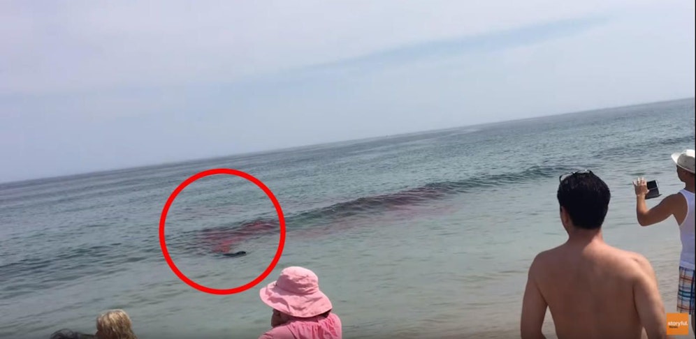 Hier sieht man einen Teil der toten Robbe.