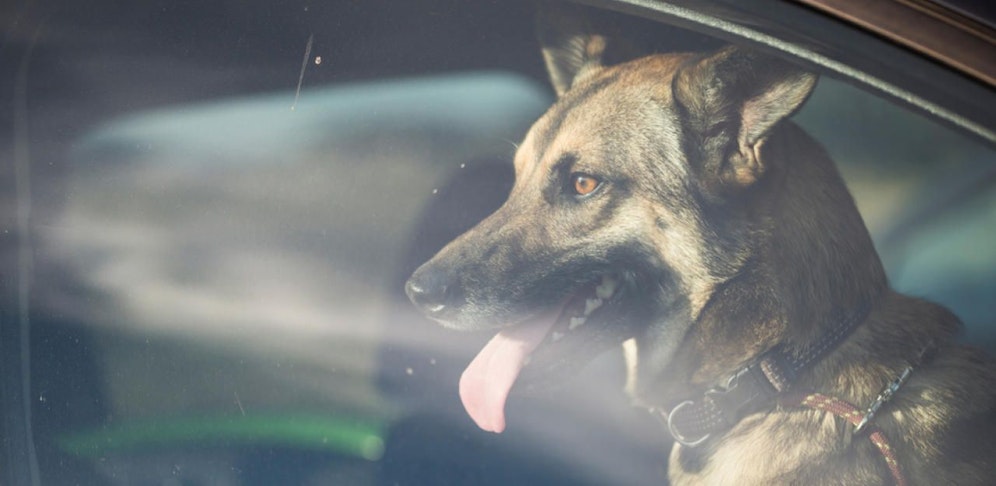 Der 48-Jährige ließ seinen Hund einfach im Auto. Nun ist der Vierbeiner tot (Symbolbild)