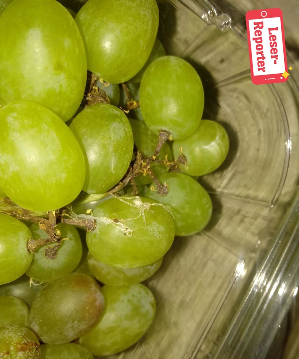 Karo fragt: "Was ist das für eine Spinne?"