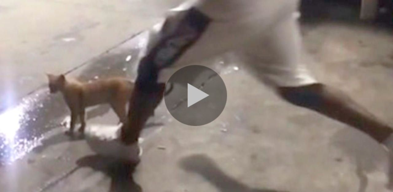 Heute.at - Tierhasser tritt Katze mit Anlauf in den Bauch