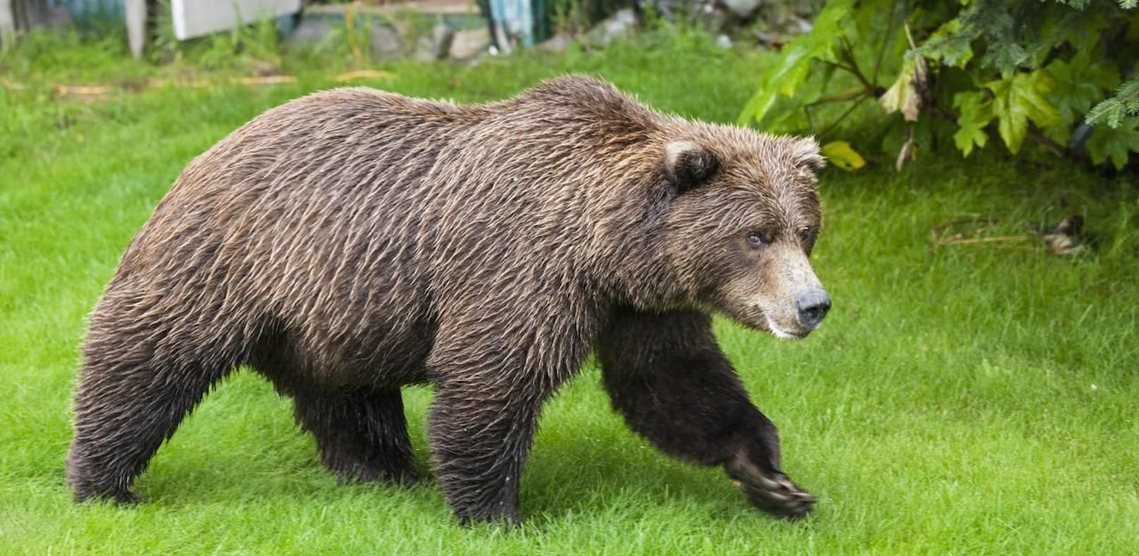 In Tirol treibt ein Bär sein Unwesen