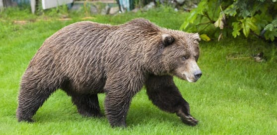 In Tirol treibt ein Bär sein Unwesen