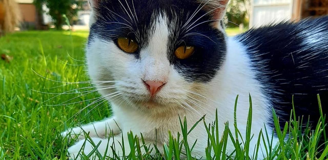 Heute.at - Katze Nora als Fußball missbraucht und getötet