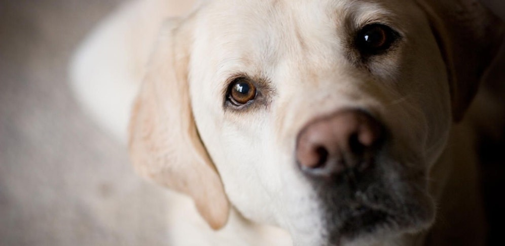 Der Mann erschlug seinen Hund mit einem Hammer