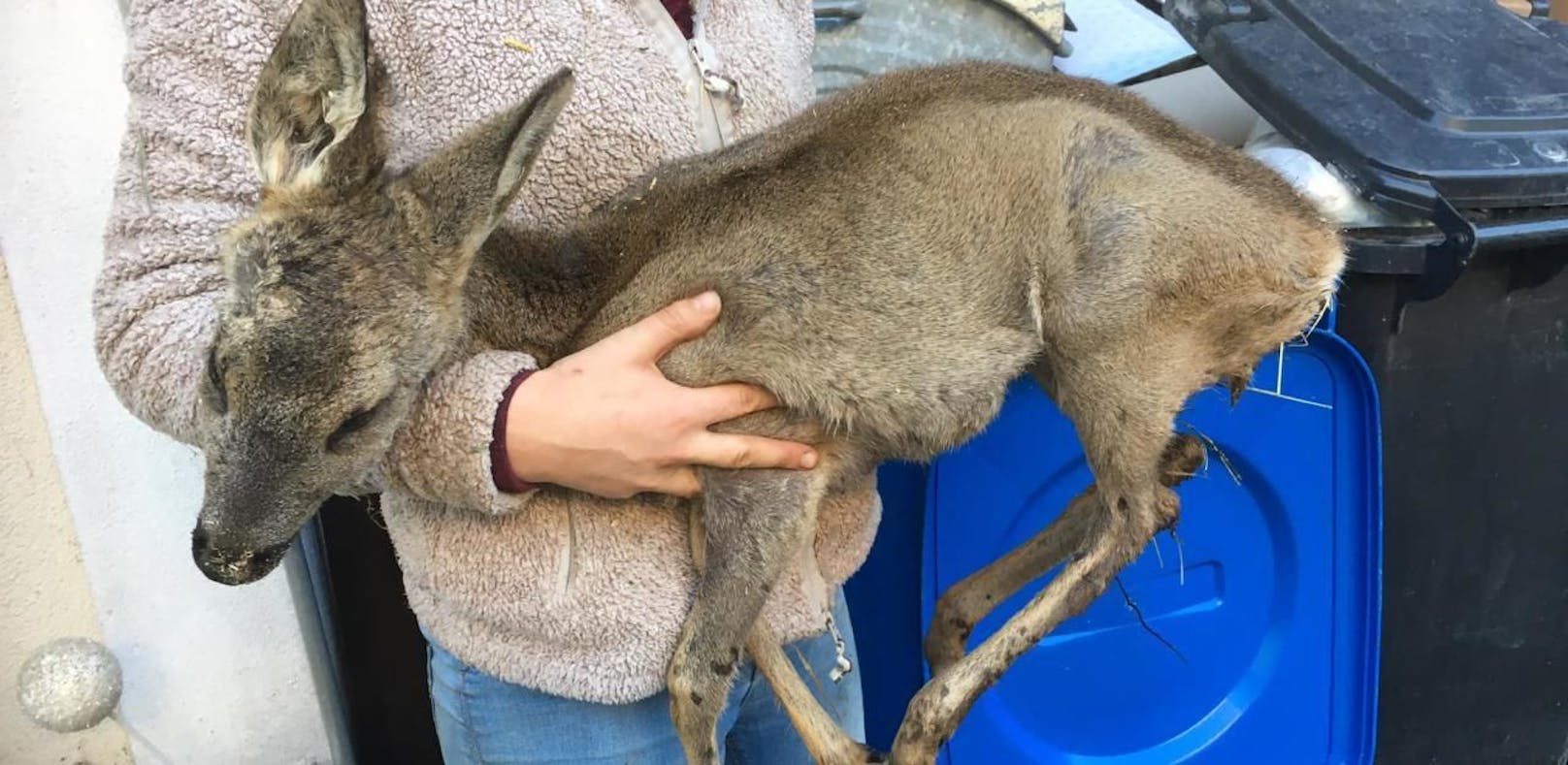Die Tierschutzstelle Freistadt postete ein Foto eines toten Rehs. Das Tier starb offenbar, nachdem es illegal gefüttert wurde. 