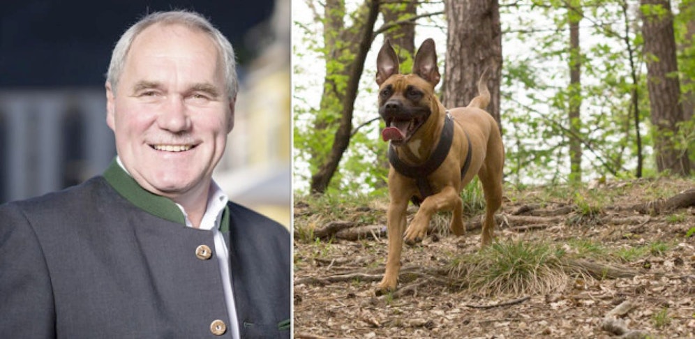 Franz Füreder, ÖVP-Bürgermeister von Ottensheim, fordert: "Der Pitbull, der den zwölfjährigen Buben verletzte, gehört eingeschläfert."