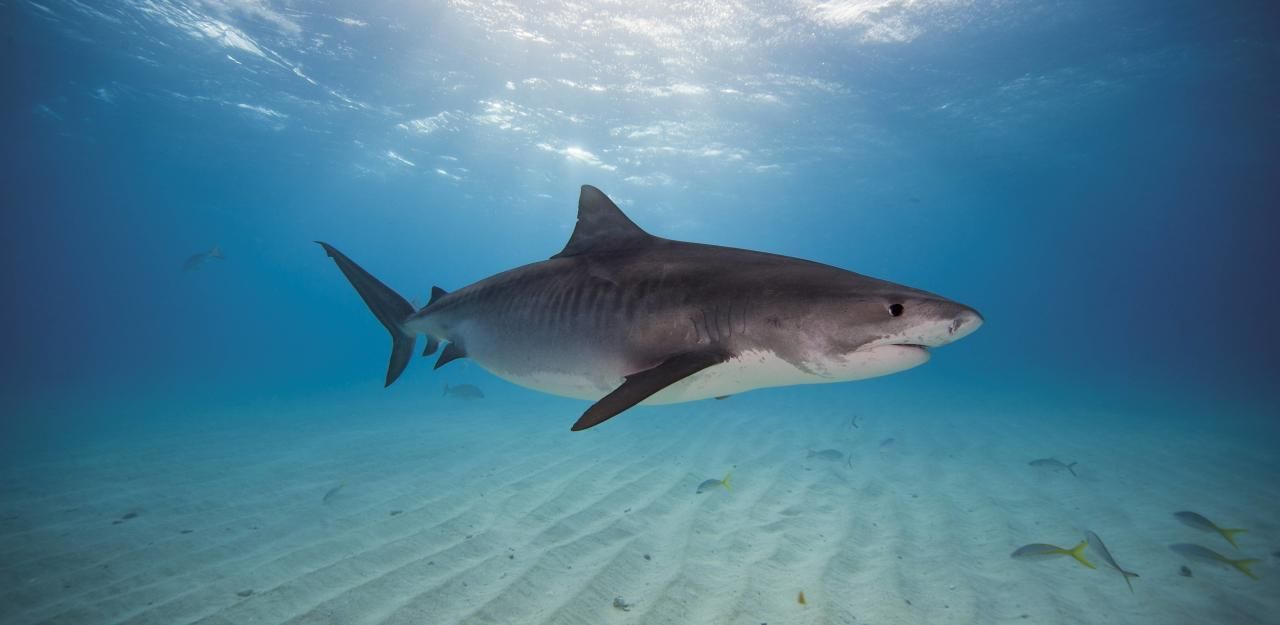 Heute.at - Salzburger in Südafrika von Tigerhai getötet