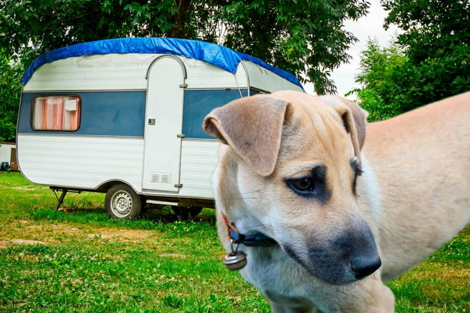 Ein traurig blickender Hund vor einem Wohnmobil. Symbolfotos, &quot;heute.at&quot;-Montage