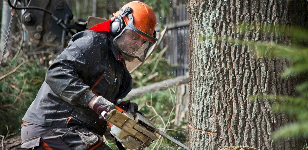 Heute.at - Bei Holzarbeiten: Landwirt von Baum getroffen