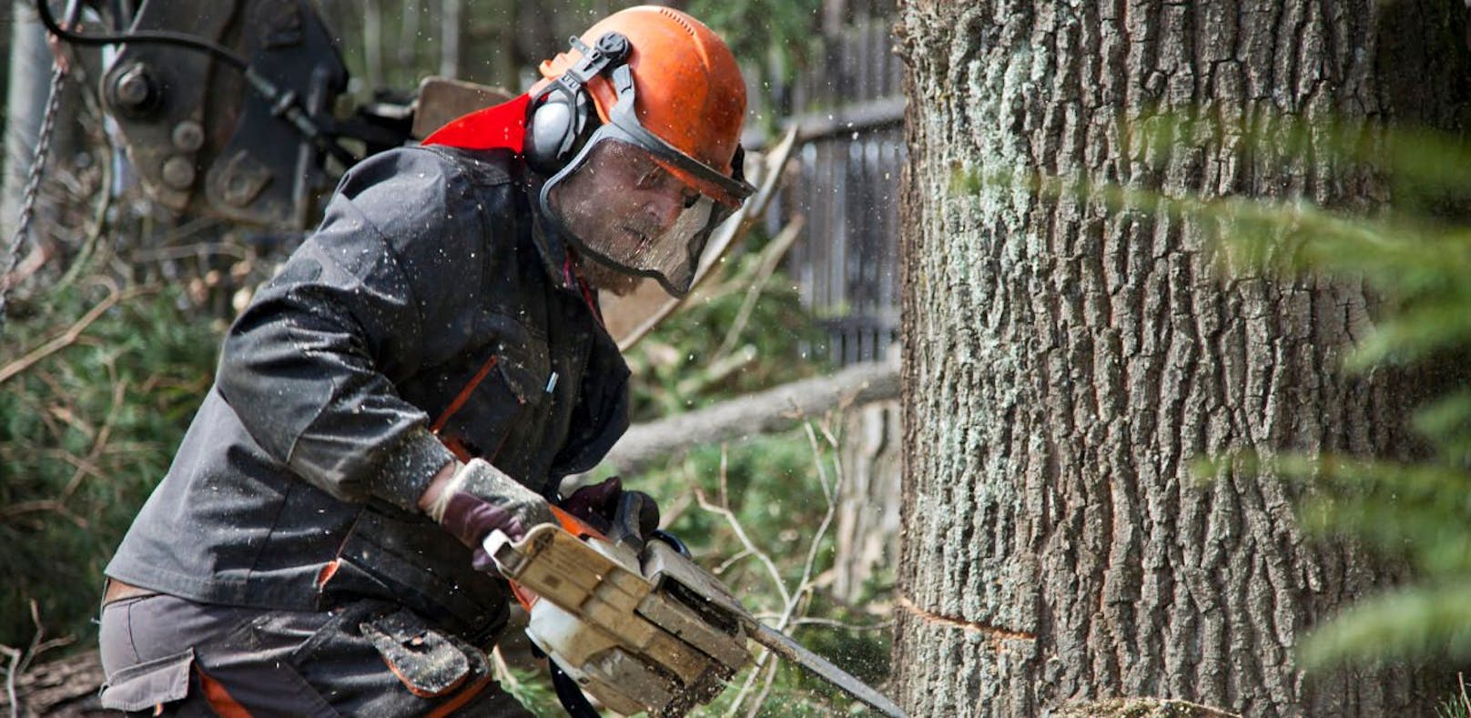 Bei Holzarbeiten: Landwirt von Baum getroffen