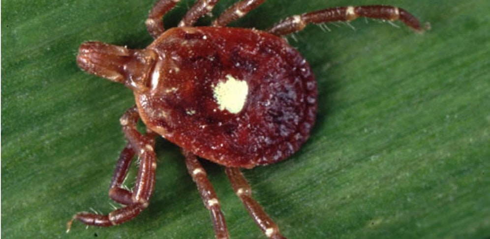 Die Lone Star-Zecke ist heimisch im Süden der USA.