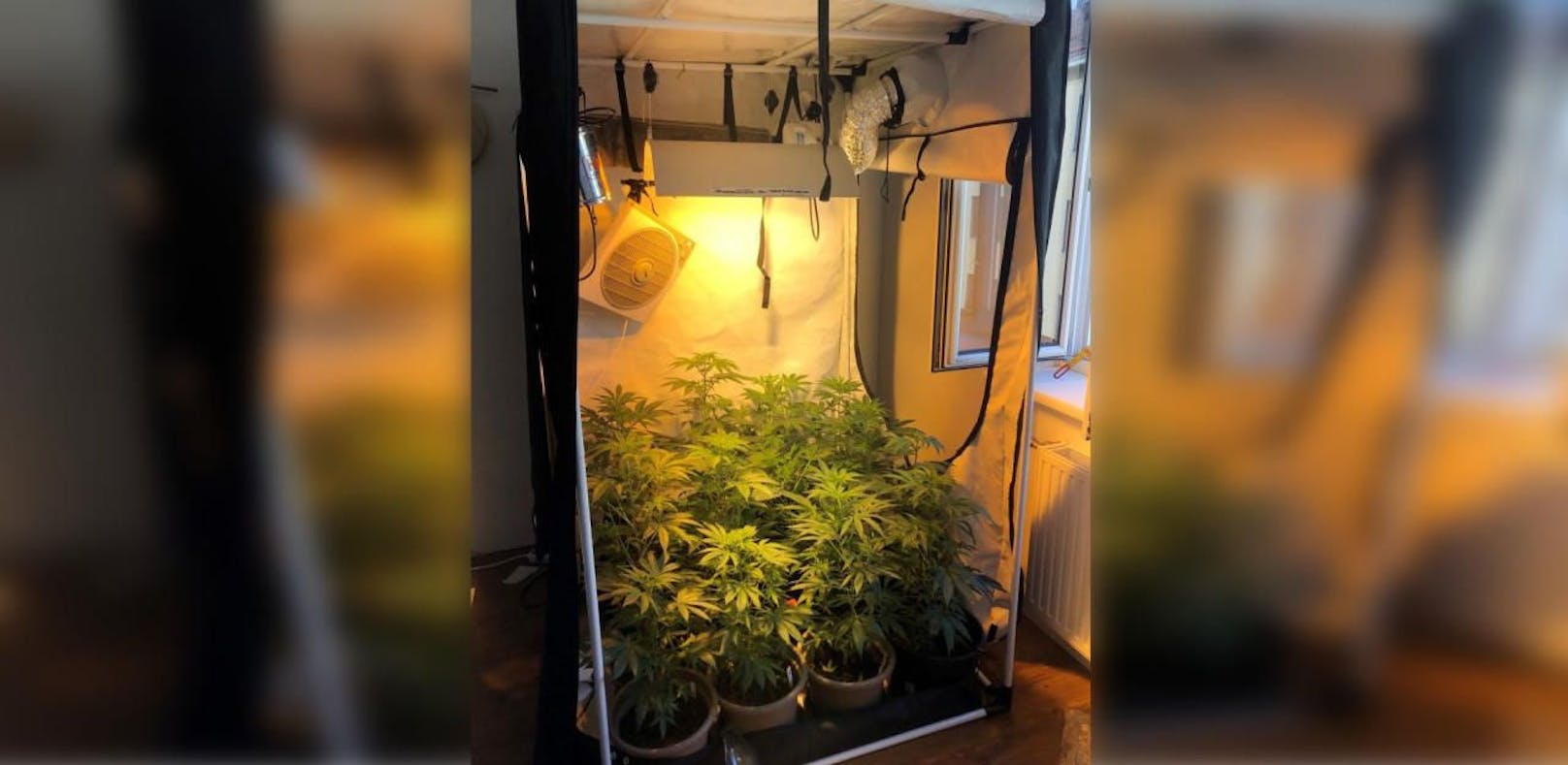 Die Polizei stellte die Cannabispflanzen sicher.