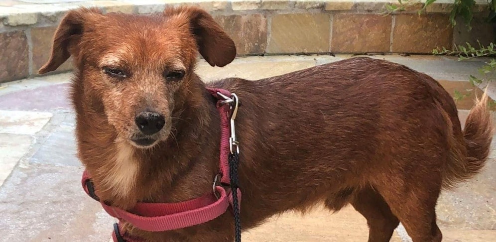 So sieht Sorelli aus.