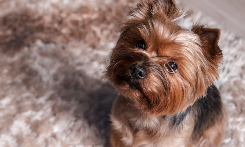 Ein vierjähriger Yorkshire Terrier wurde vergiftet.