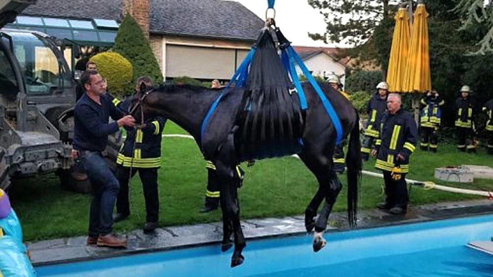 Das Pferd war bei einem &quot;Ausflug&quot; in den Pool gefallen. Credit: Feuerwehr