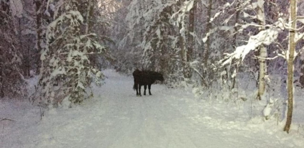 Die Kuh Betsy wurde schon mehrmals gesichtet. Heimkommen will sie aber dennoch nicht.